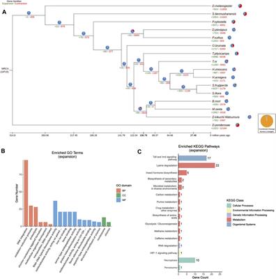 Chromosome-Level Genome Assembly Reveals Significant Gene Expansion in the Toll and IMD Signaling Pathways of Dendrolimus kikuchii